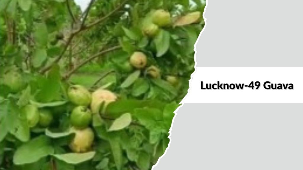Lucknow-49 Guava