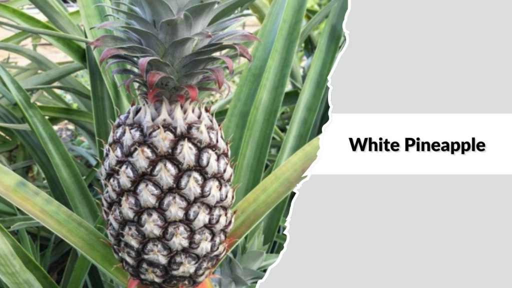 White Pineapple