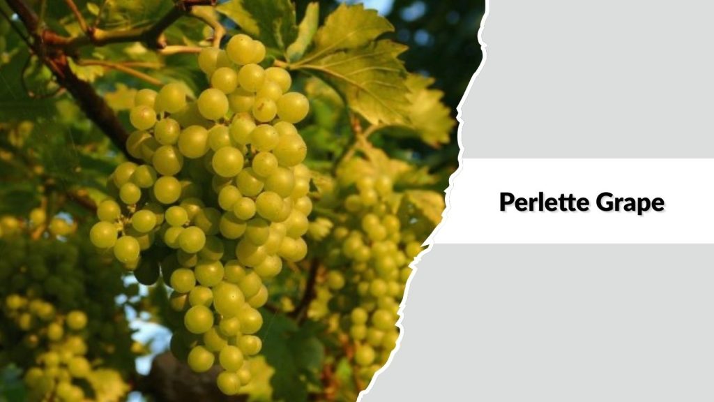 Perlette Grape