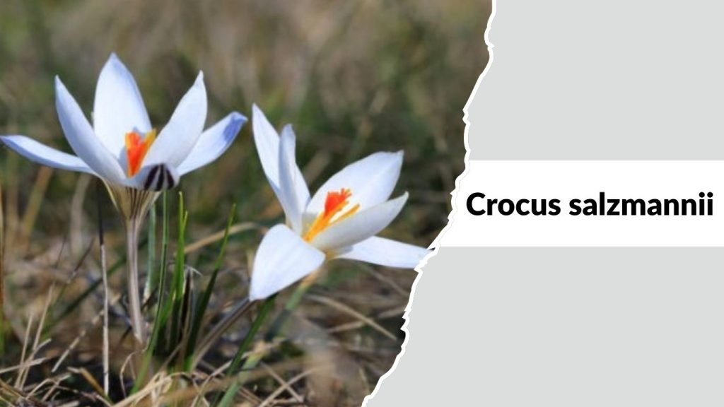 Crocus salzmannii