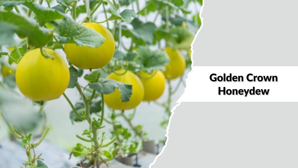 Golden Crown Honeydew