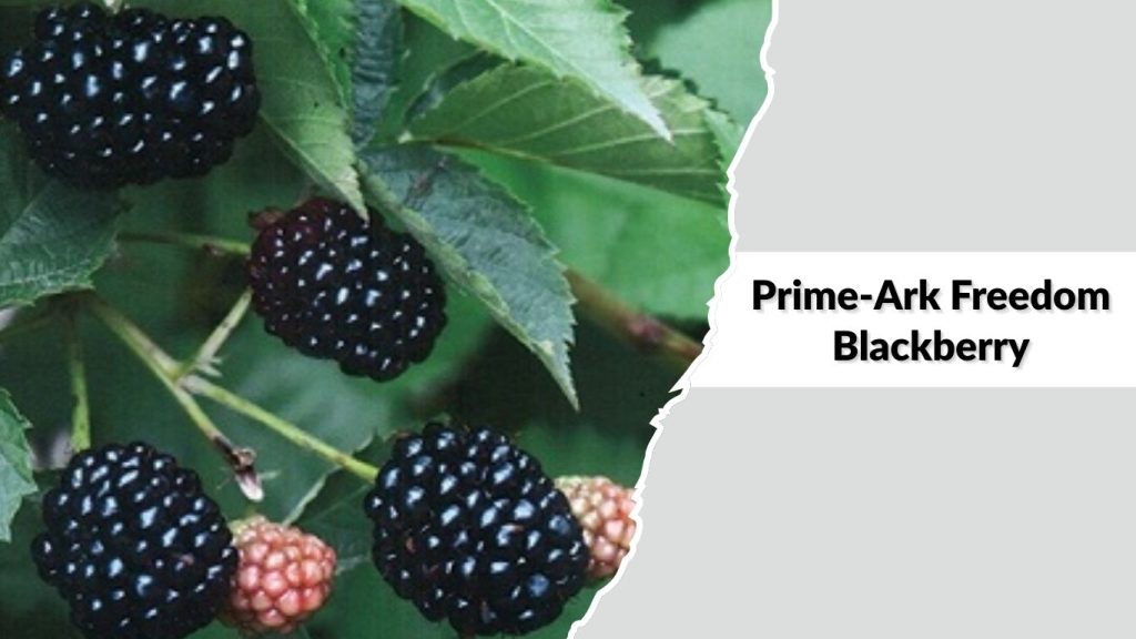 Prime-Ark Freedom Blackberry