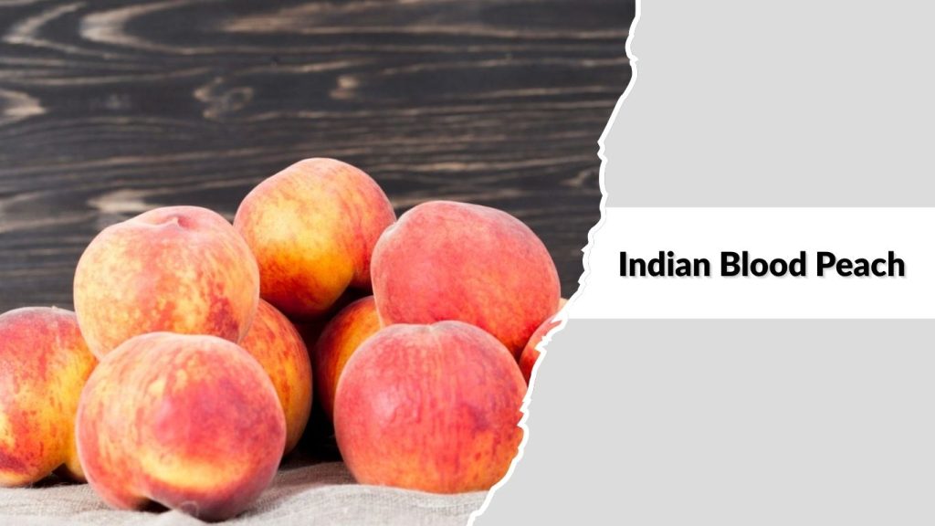 Indian Blood Peach