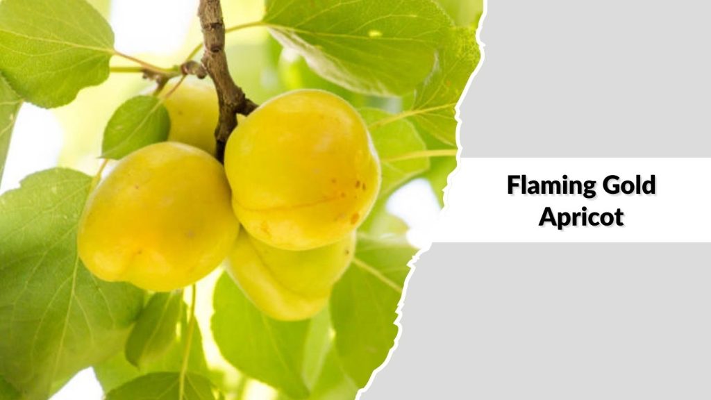 Flaming Gold Apricot