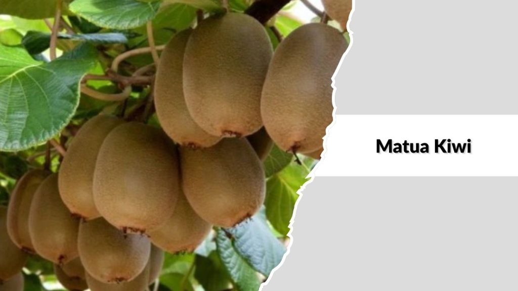 Matua Kiwi