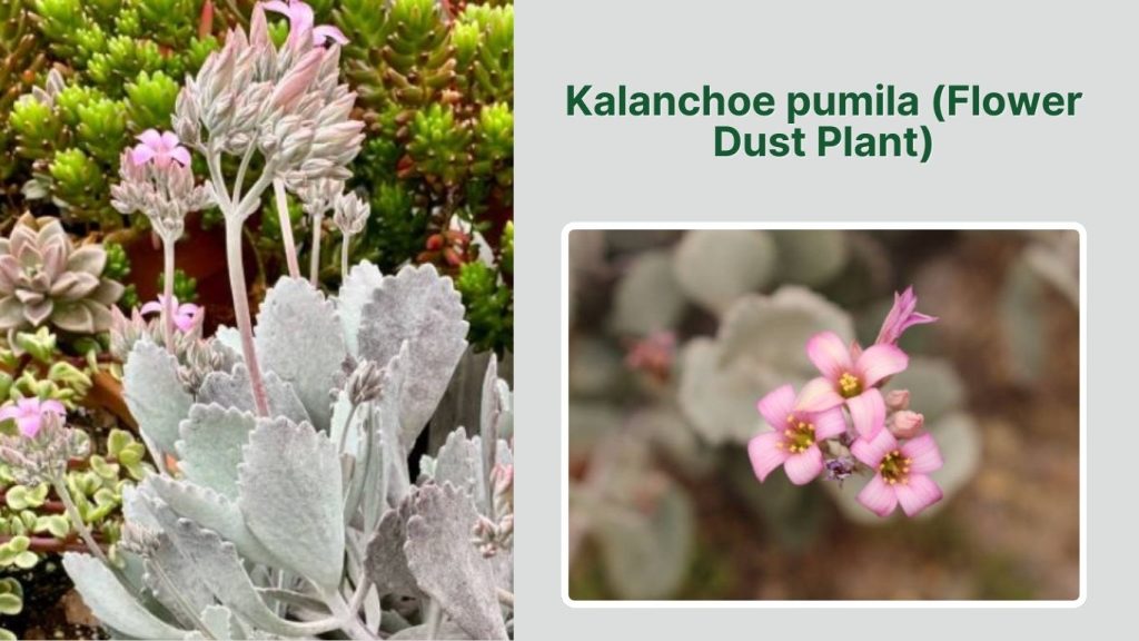 Kalanchoe pumila (Flower Dust Plant)