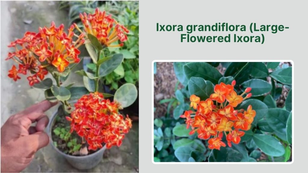  Ixora grandiflora (Large-Flowered Ixora)