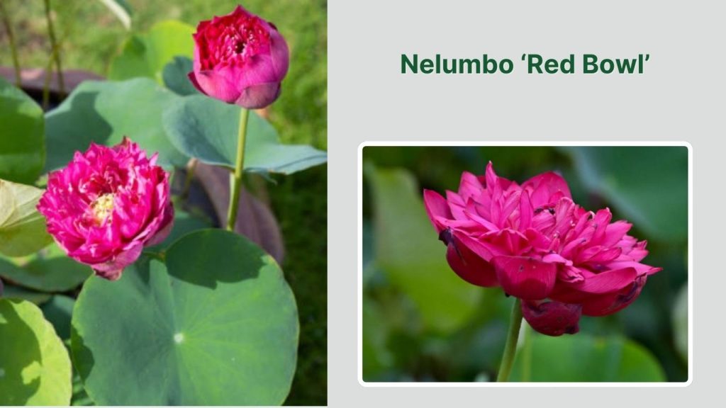 Nelumbo ‘Red Bowl’