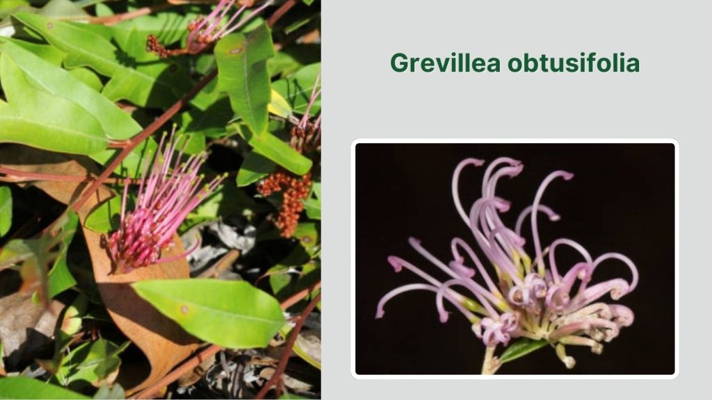 Grevillea obtusifolia