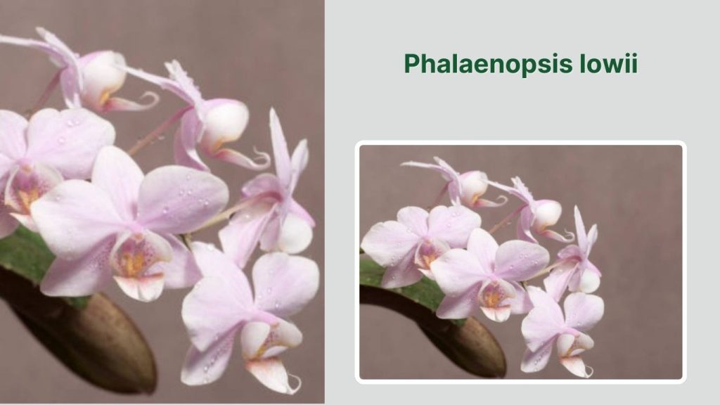 Phalaenopsis lowii