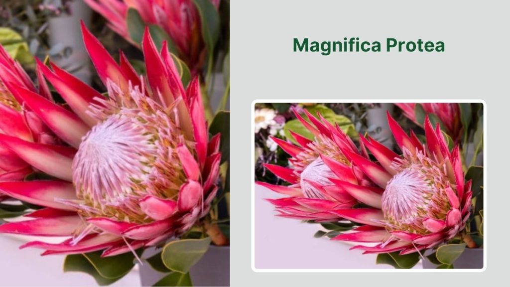 Magnifica Protea