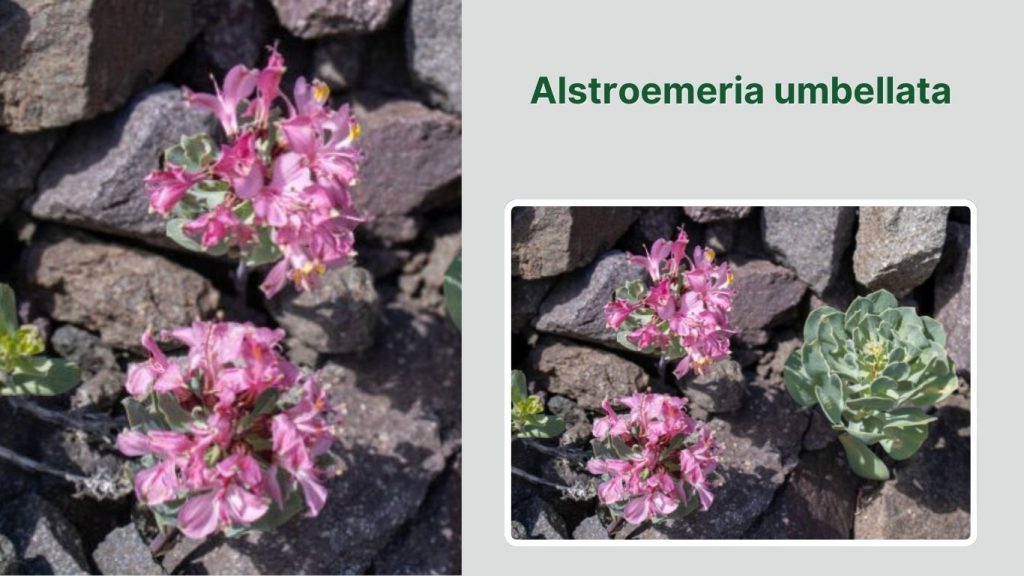 Alstroemeria umbellata