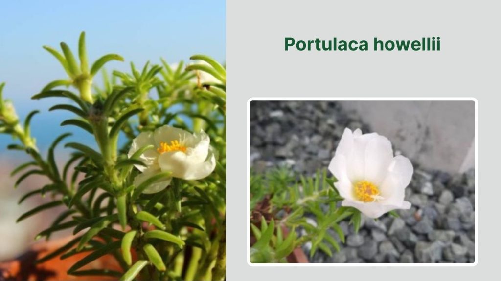 Portulaca howellii 
