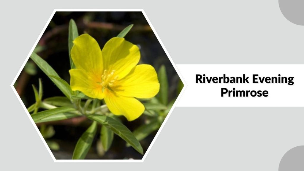Riverbank Evening Primrose