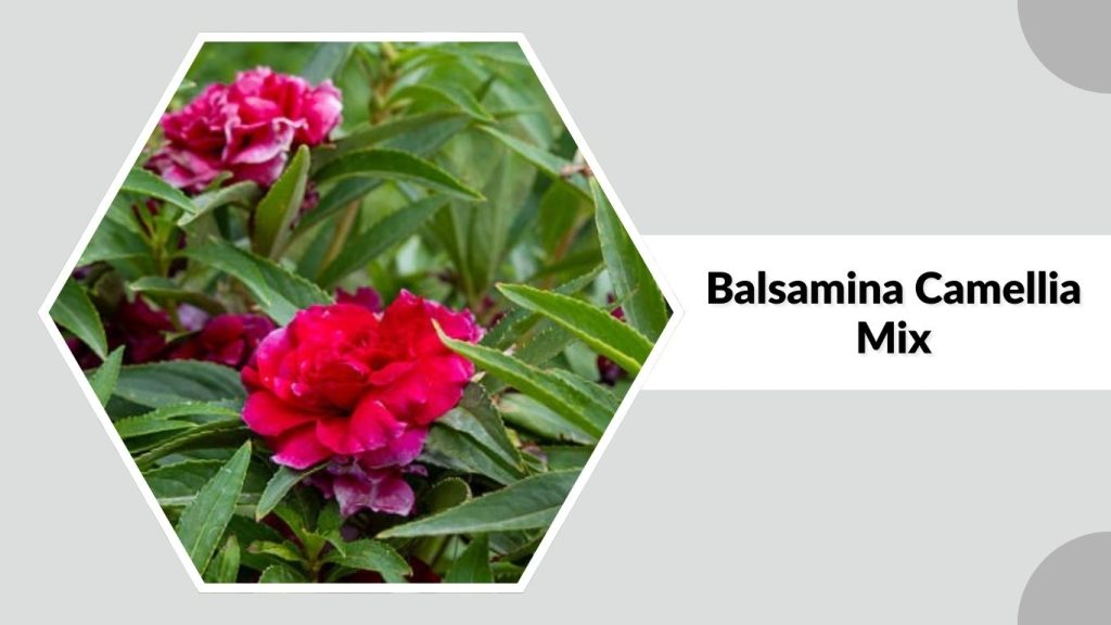 Balsamina Camellia Mix 