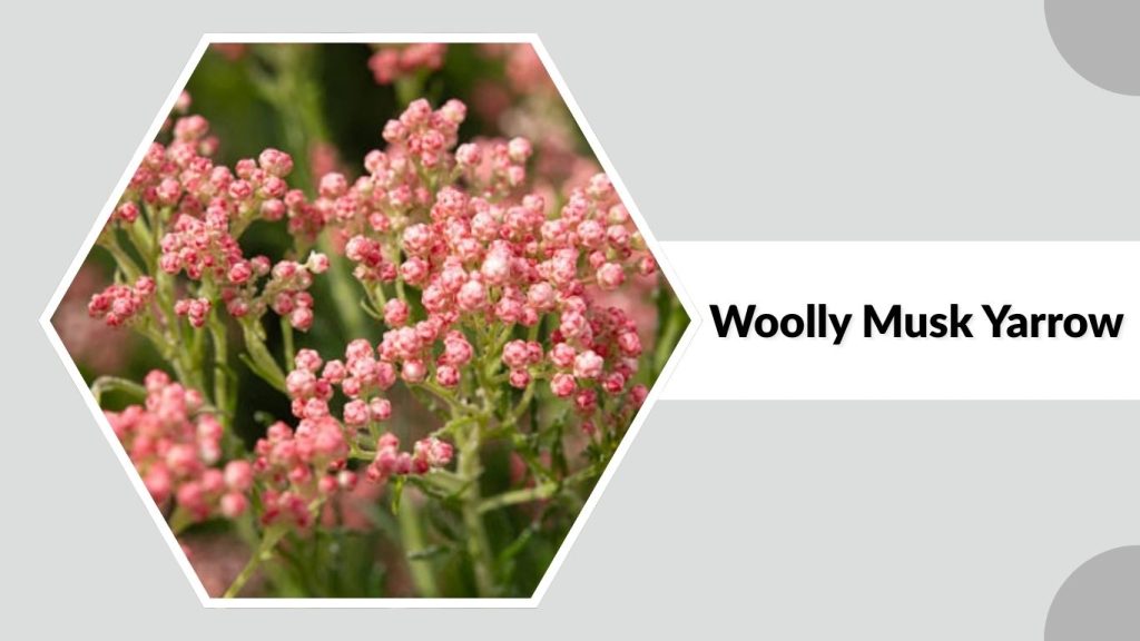 Woolly Musk Yarrow 