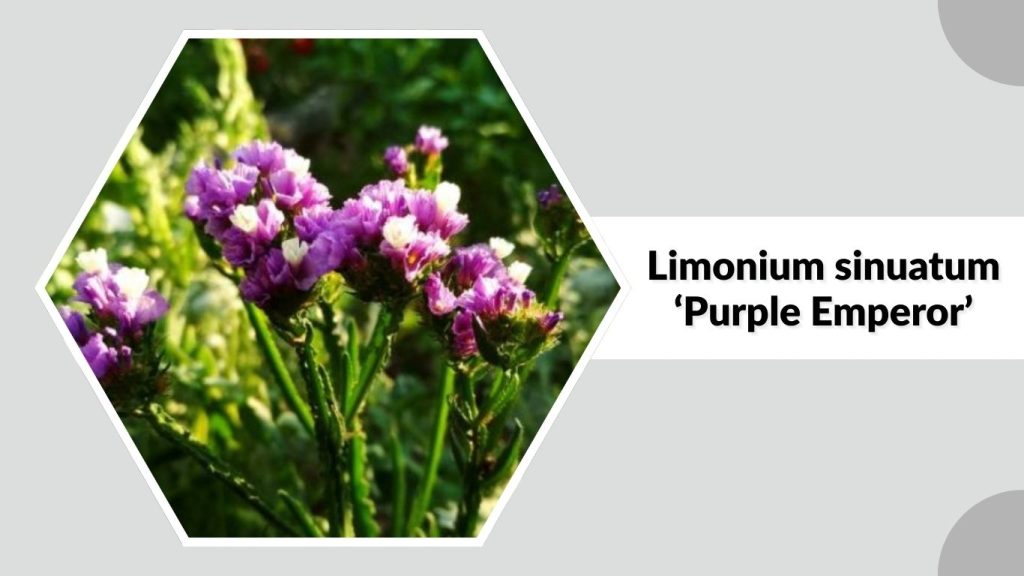 Limonium sinuatum ‘Purple Emperor’
