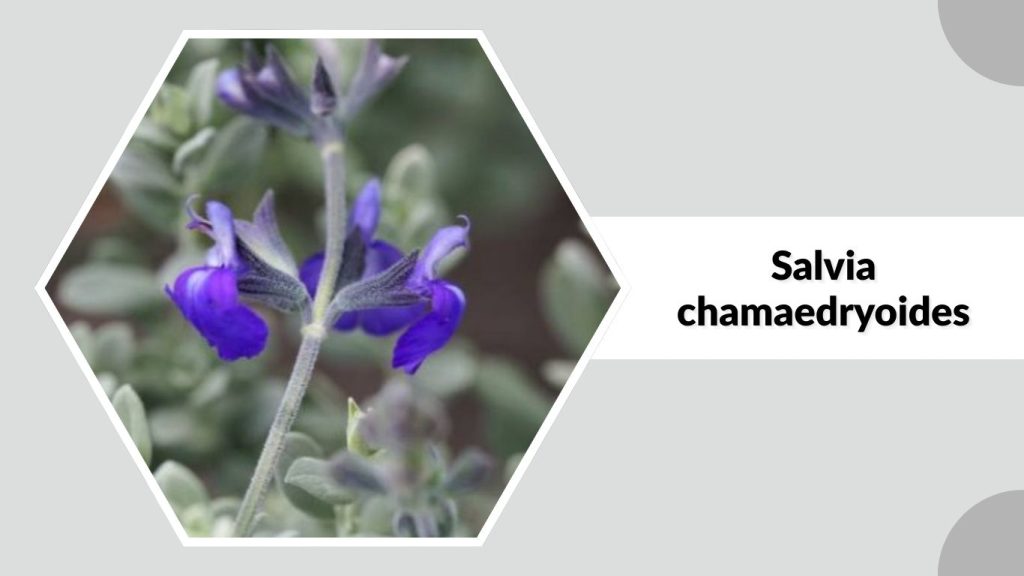 Salvia chamaedryoides 