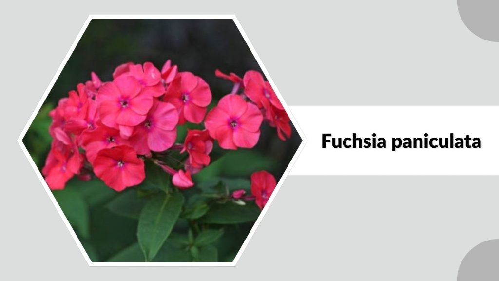 Fuchsia paniculata
