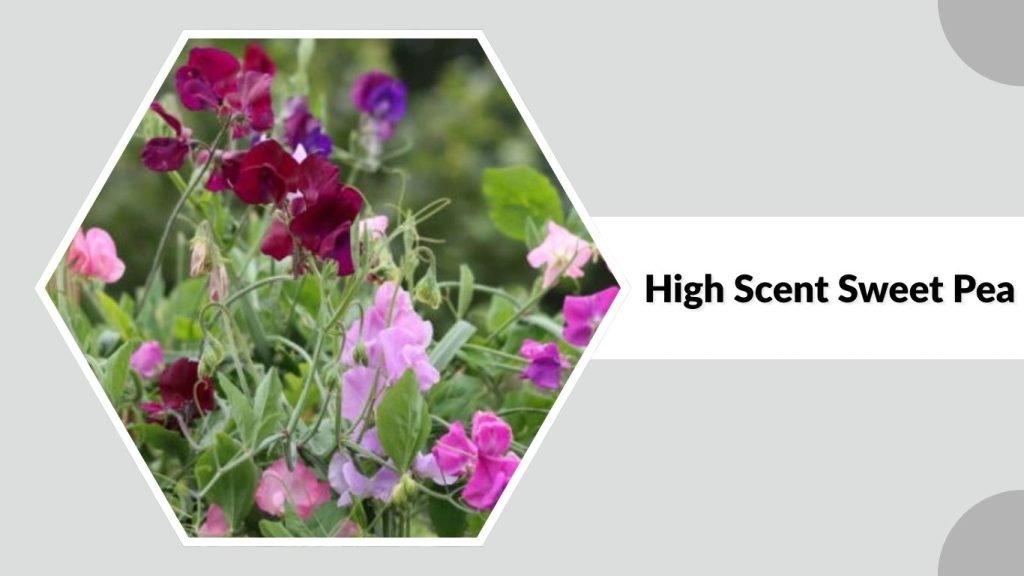 High Scent Sweet Pea