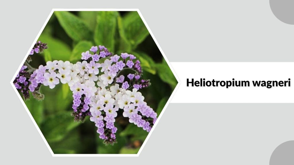 Heliotropium wagneri