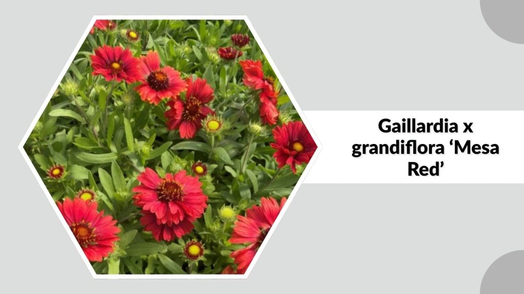 Gaillardia x grandiflora ‘Mesa Red’