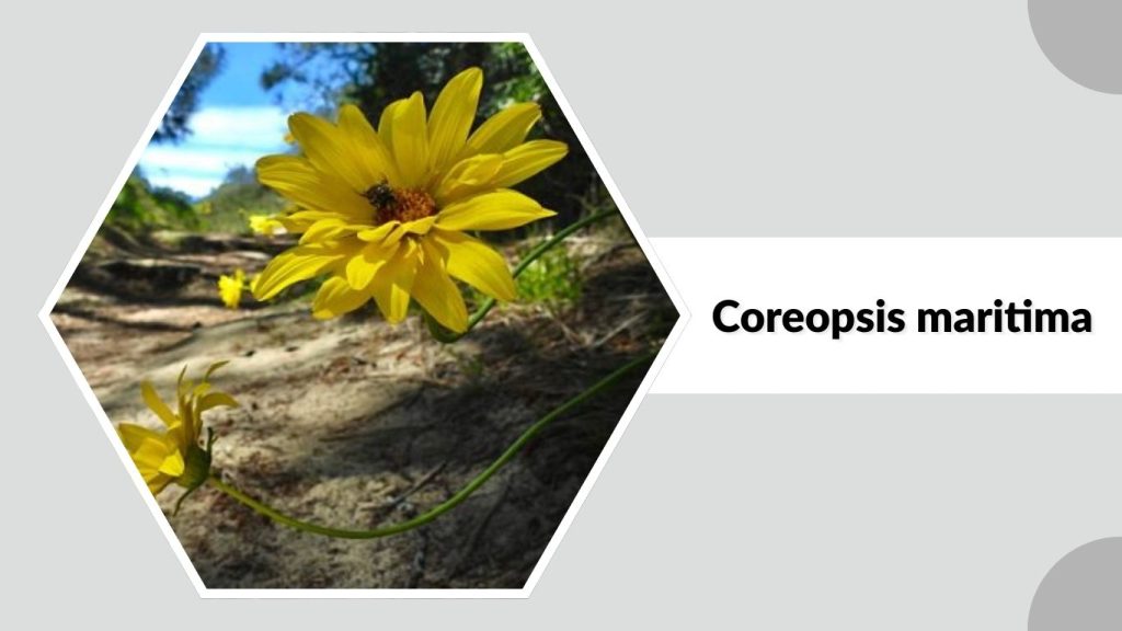 Coreopsis maritima
