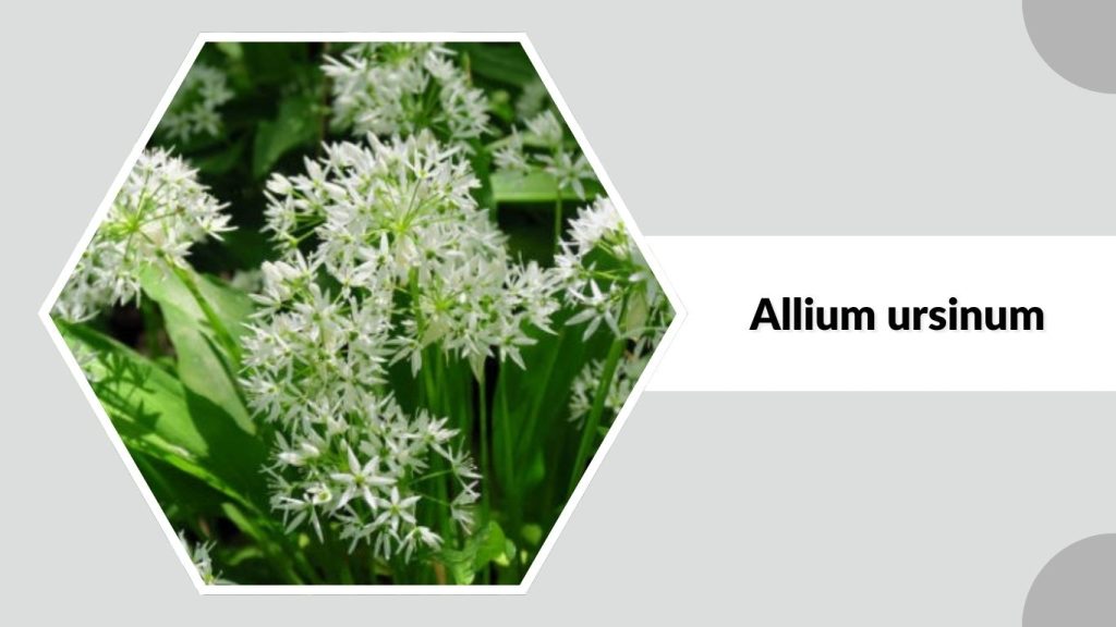 Allium ursinum