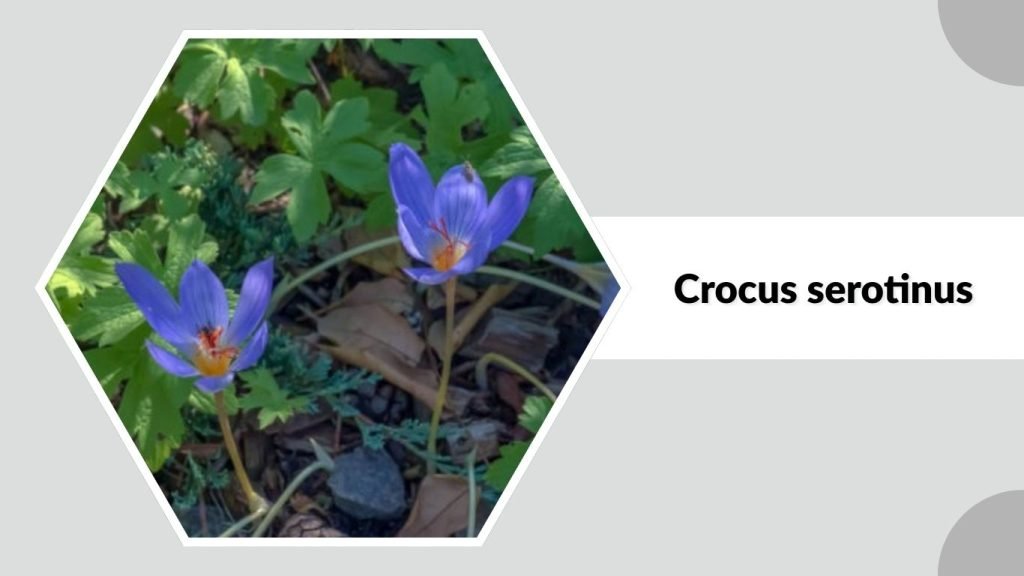 Crocus serotinus