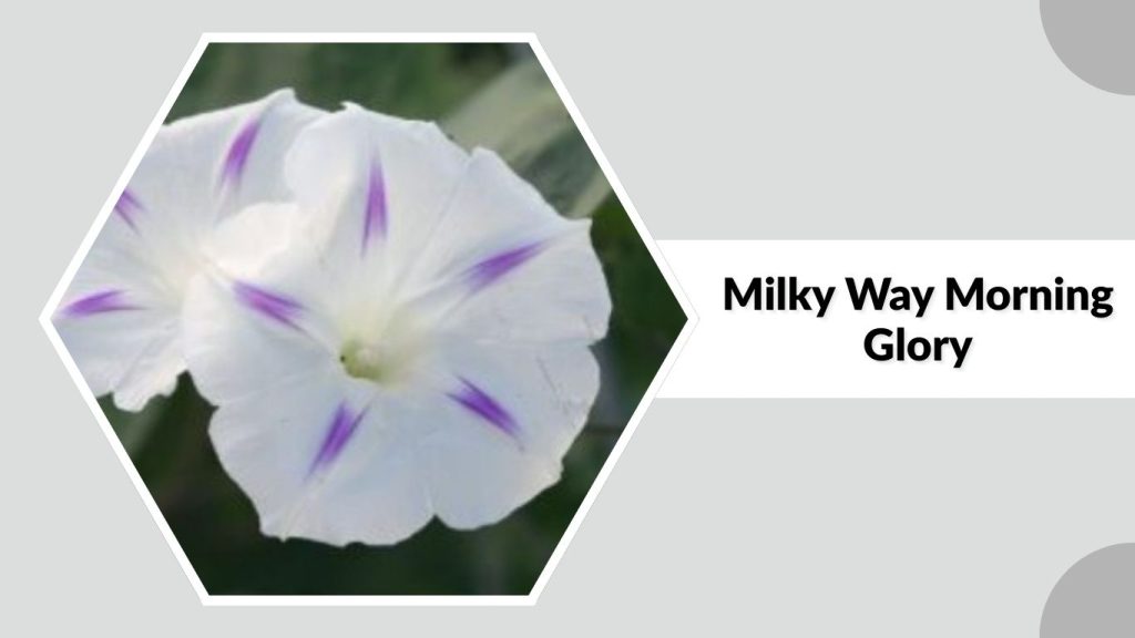 Milky Way Morning Glory