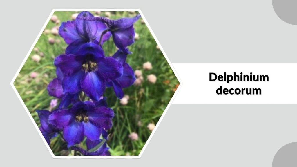 Delphinium decorum