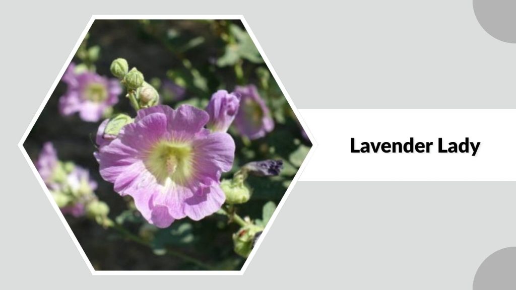 Alcea rosea ‘Lavender Lady’