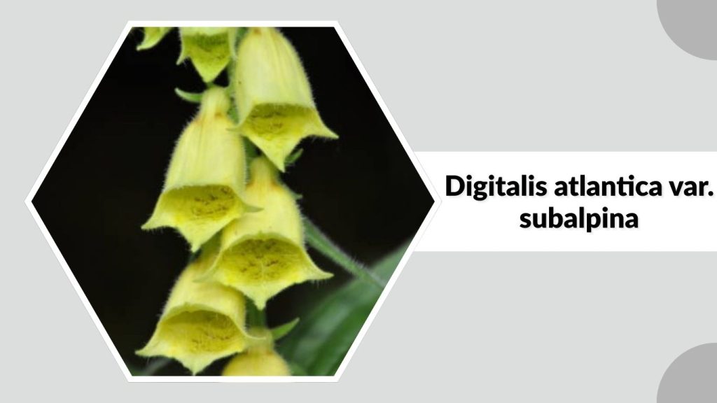 Digitalis atlantica var. subalpina
