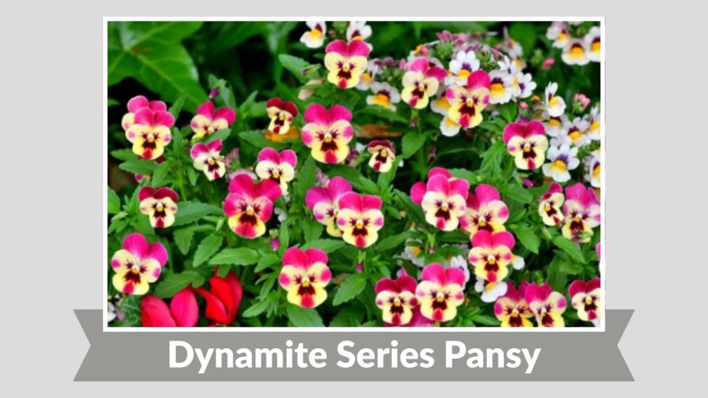 Dynamite Series Pansy