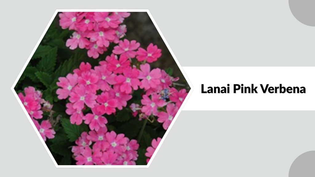 Lanai Pink Verbena