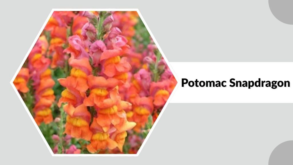 Potomac Snapdragon