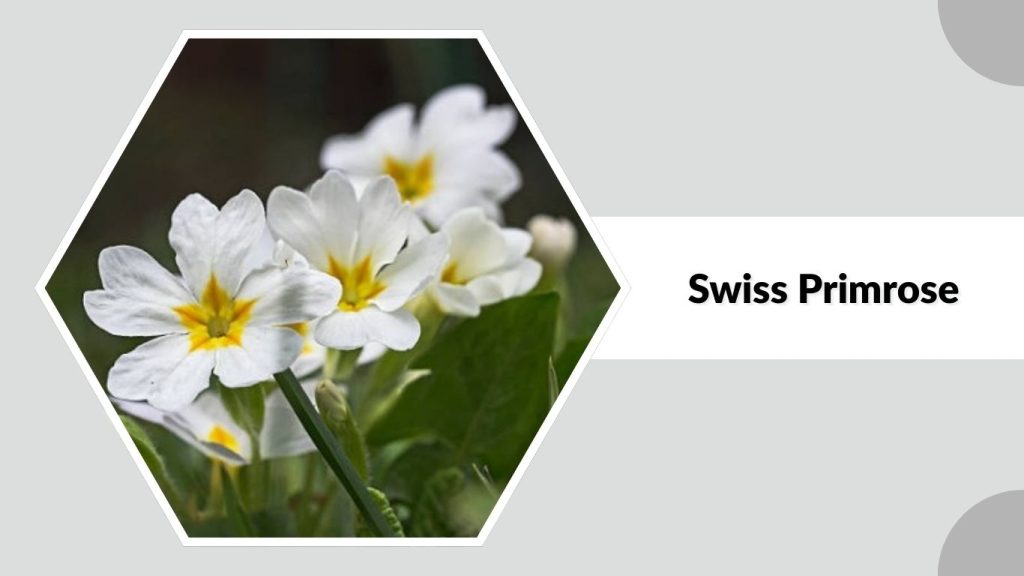 Swiss Primrose