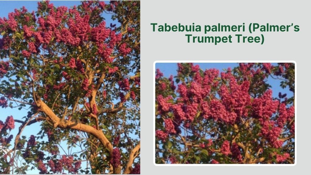 Tabebuia palmeri (Palmer’s Trumpet Tree)