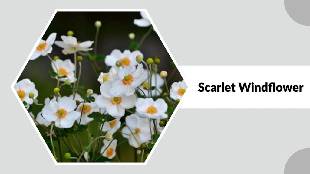 Scarlet Windflower
