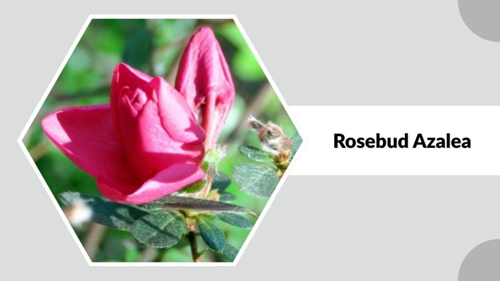Rosebud Azalea