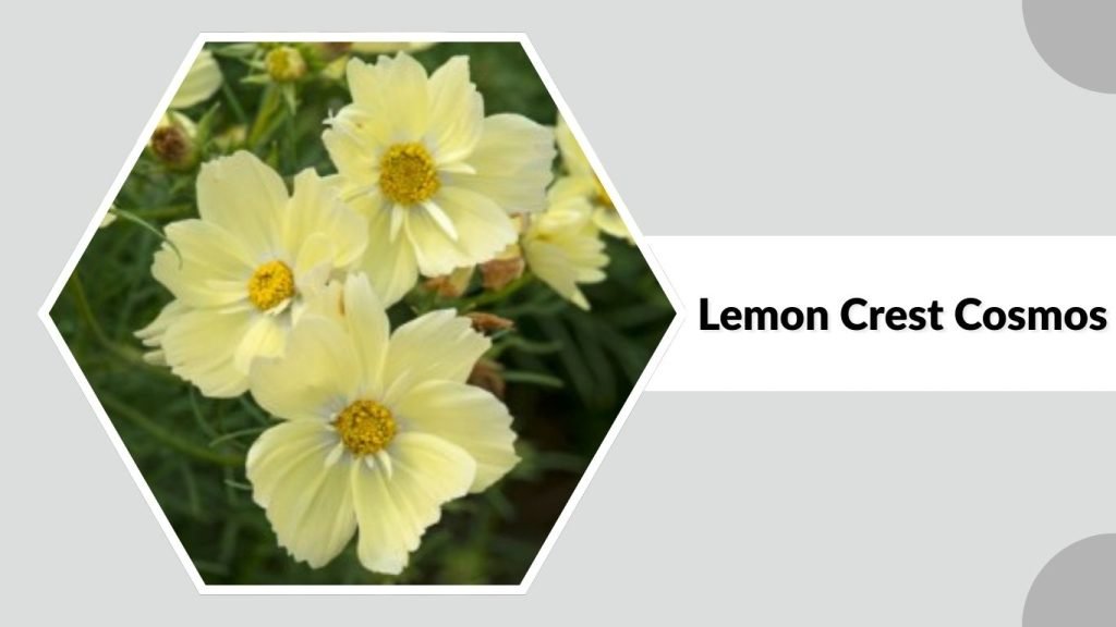 Lemon Crest Cosmos