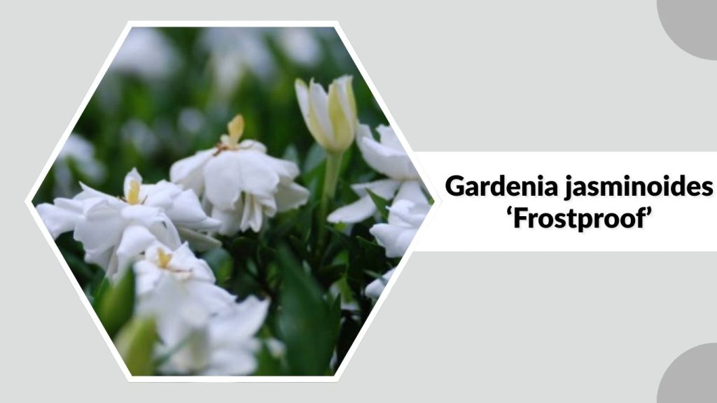 Gardenia jasminoides ‘Frostproof’