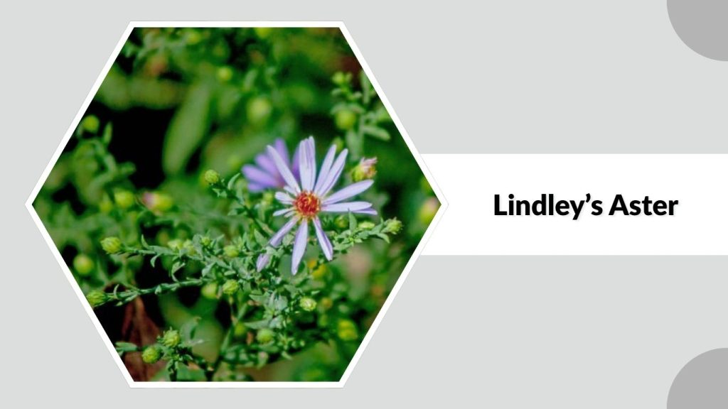 Lindley’s Aster