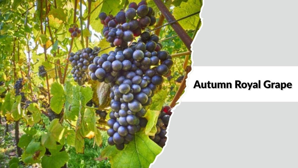 Autumn Royal Grape