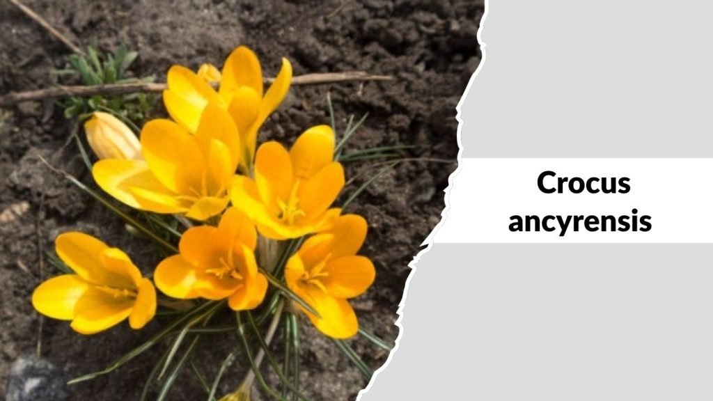 Crocus ancyrensis