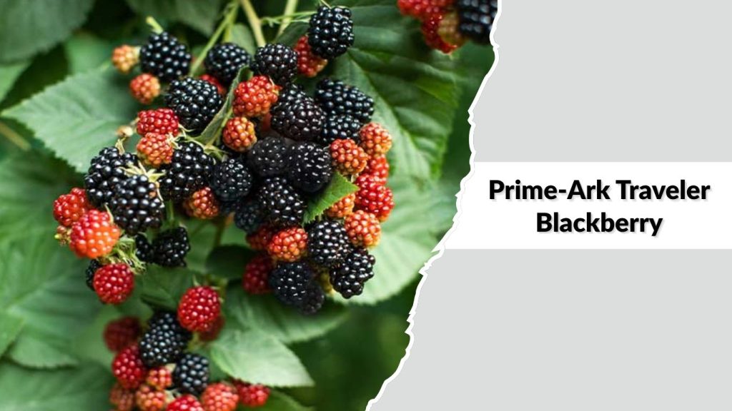 Prime-Ark Traveler Blackberry