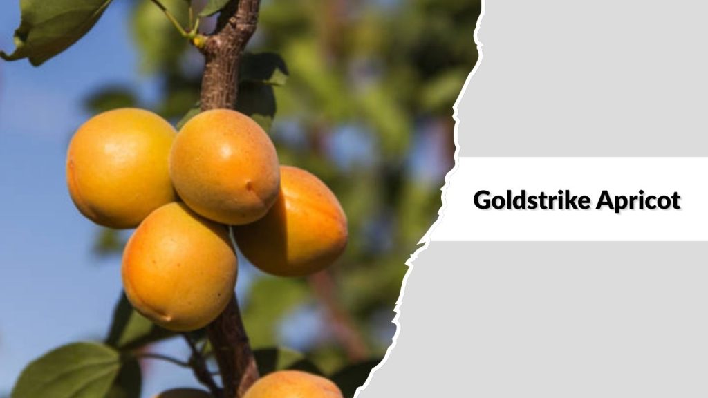Goldstrike Apricot