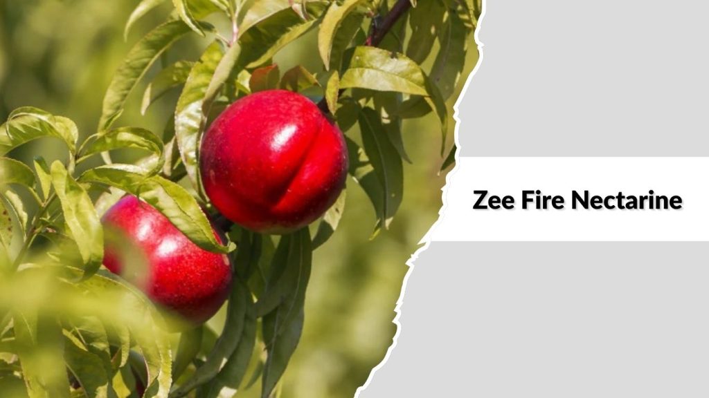  Zee Fire Nectarine