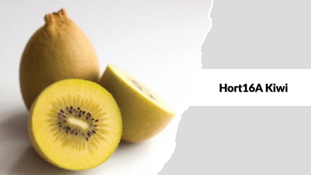 Hort16A Kiwi