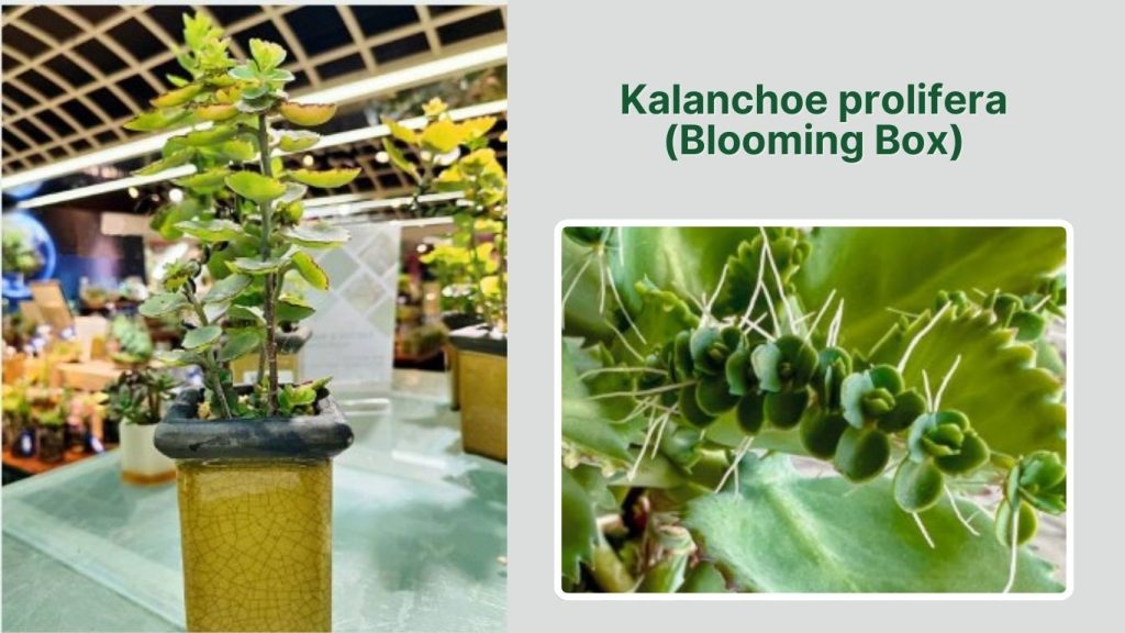 Kalanchoe prolifera (Blooming Box)